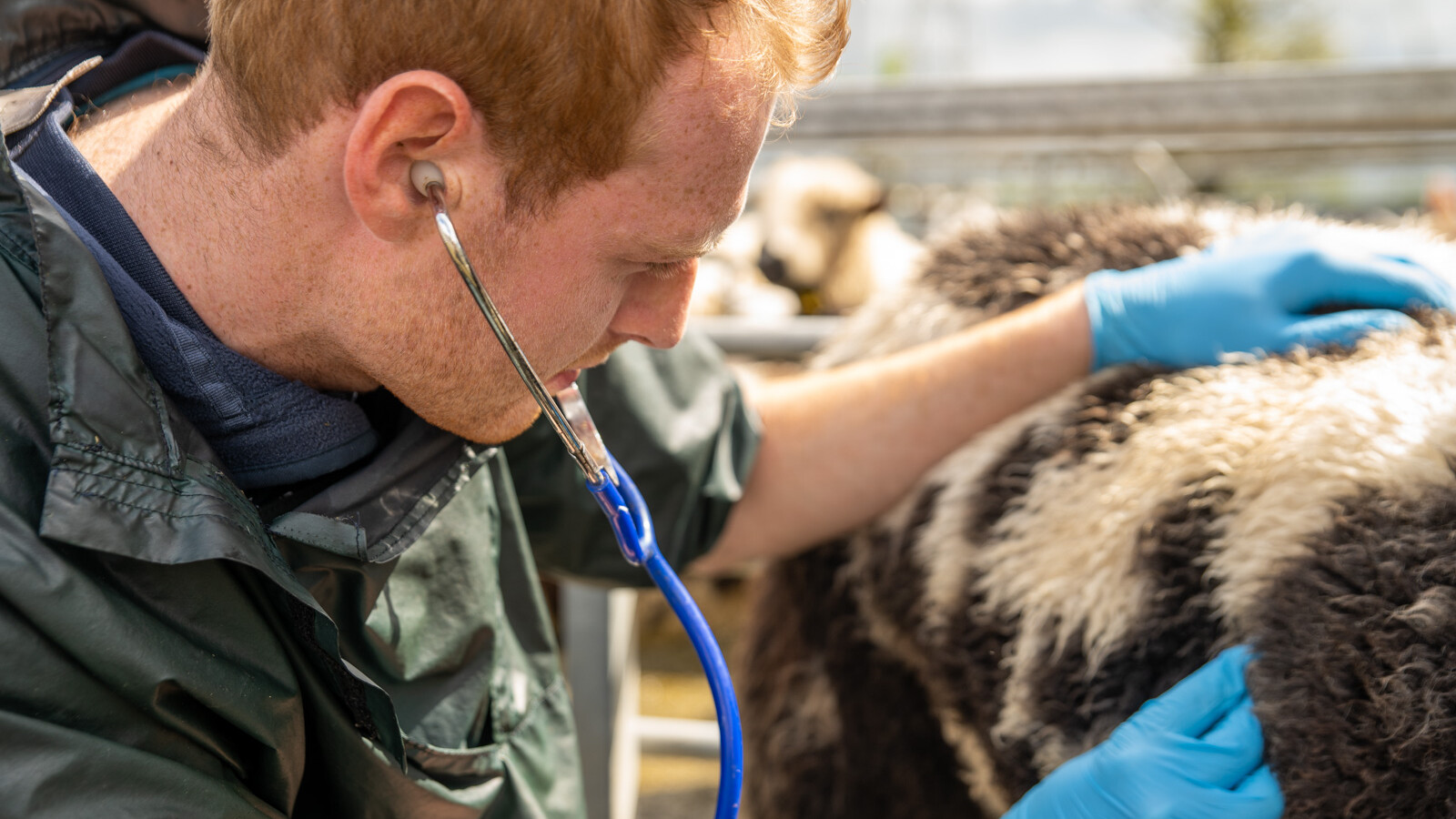 Veterinary action photography in natural farm environment