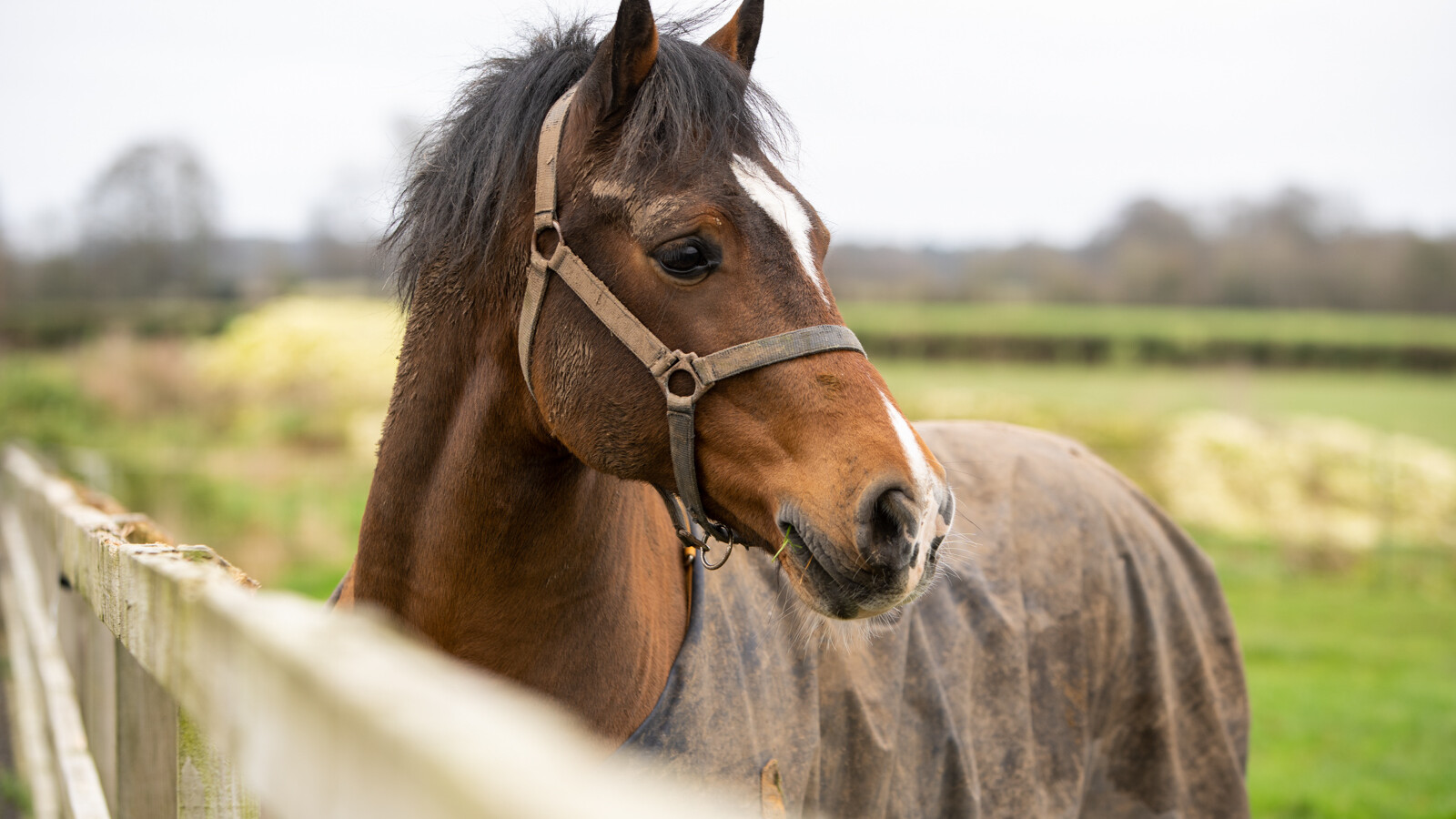 Equine photograph of horse resting outdoors